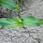 Commelina communis Blad