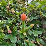 Passiflora mixta Blüte