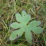 Petasites frigidus ഇല