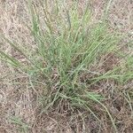 Bothriochloa ischaemum List