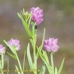 Polygala curtissii Other