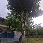 Terminalia catappa অভ্যাস