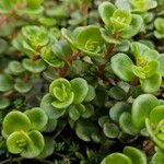 Sedum makinoi Habitus