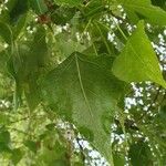 Populus x canadensis Blad