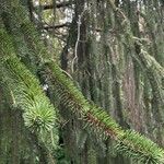 Picea breweriana Folha