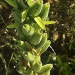 Oenothera × fallax Fruit