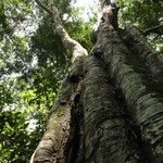 Gilletiodendron kisantuense Bark