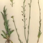 Camelina microcarpa Хабит