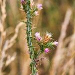 Carduus tenuiflorus Levél