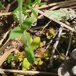 Cerastium diffusum Foglia