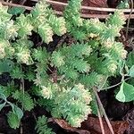Sedum moranense Leaf
