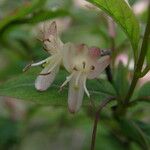Lonicera nigra 花