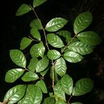 Rinorea pubiflora अन्य