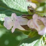Lepechinia calycina Flower