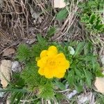 Adonis pyrenaica Blüte