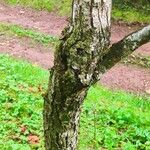 Pyrus pyrifolia Bark