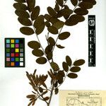 Dalbergia sericea 其他