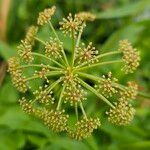 Oenanthe crocata 花