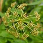 Oenanthe crocata Blomma