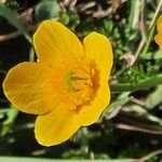 Ranunculus millefoliatus Flower