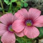 Linum pubescens Flower