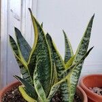 Sansevieria trifasciataഇല