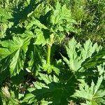 Heracleum sosnowskyi Deilen