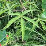 Hibiscus coccineus পাতা