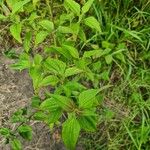 Chromolaena odorata Hábito