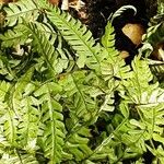 Dryopteris crassirhizoma List