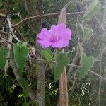 Ipomoea rubens 花