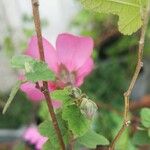 Lavatera bryoniifolia Other