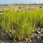 Sporobolus alterniflorus Συνήθη χαρακτηριστικά