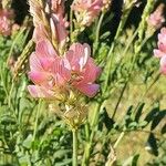 Onobrychis montana Flower