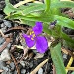 Tradescantia longipes Квітка