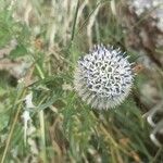 Echinops sphaerocephalusFlor