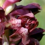 Anacamptis coriophora Flor
