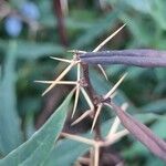 Berberis gagnepainii Bark