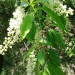 Prunus serotinaFlower