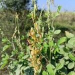 Crotalaria pallida Fiore