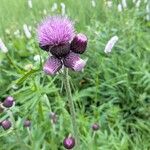 Cirsium rivulare Fula