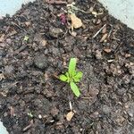 Tagetes patulaFolha