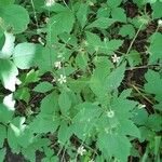 Geum laciniatum برگ