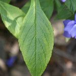 Matourea azurea Leaf