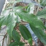 Castanospermum australe Frunză