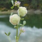 Trifolium tomentosum Frutto