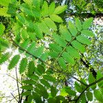 Sorbus aucuparia Blad