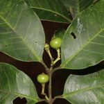 Lacmellea panamensis Fruto