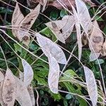 Lunaria rediviva Fruit