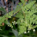 Anthriscus caucalis Habitus